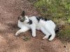 51-piquenique-chaton