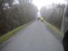 image11g