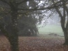 image33g